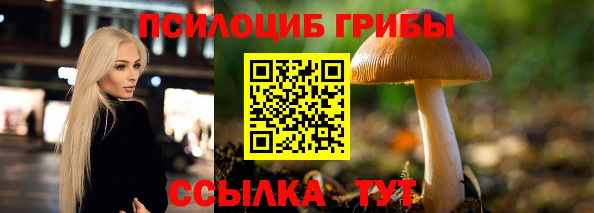 Снежинск  Псилоцибиновые грибы Cubensis  Вход с VPN 